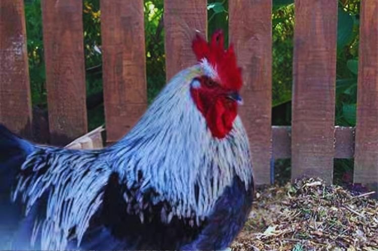 Mystic Marans Chicken Breed Info