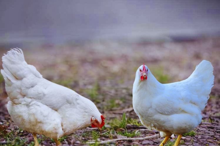 White Rock Chicken