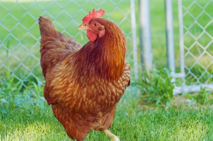 Red Star Chicken Breed Information