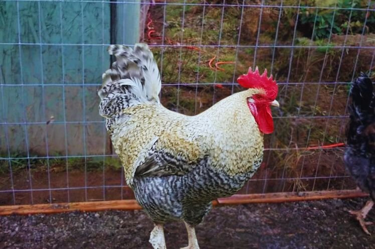 Rooster of Golden Cuckoo Marans Chickens