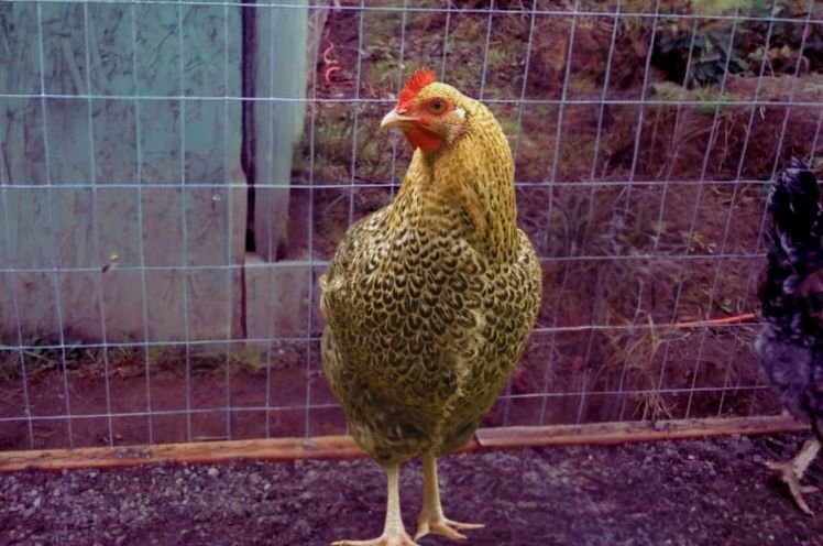 Hen Golden Cuckoo Marans Chicken