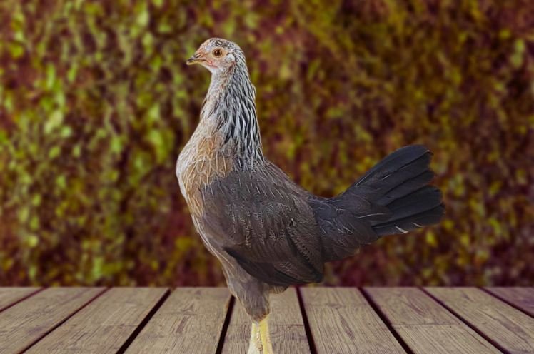 Silver Leghorn Chicken