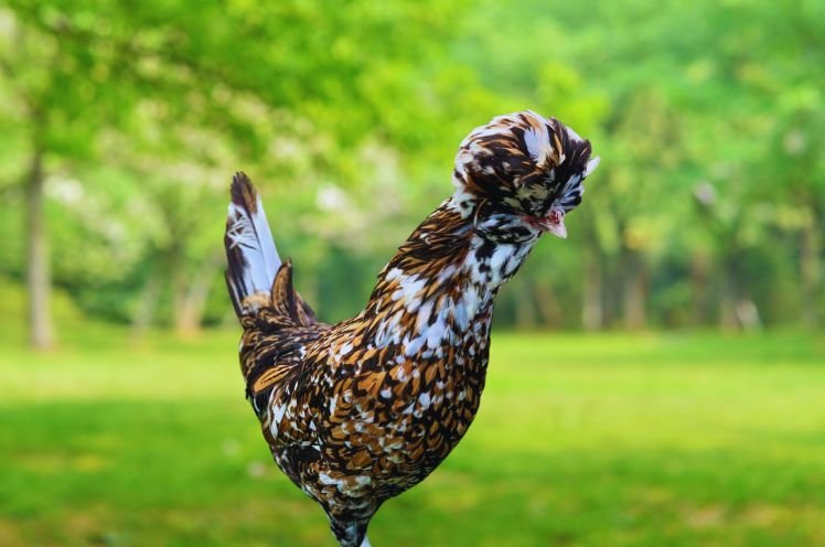 Tolbunt Polish Hens 