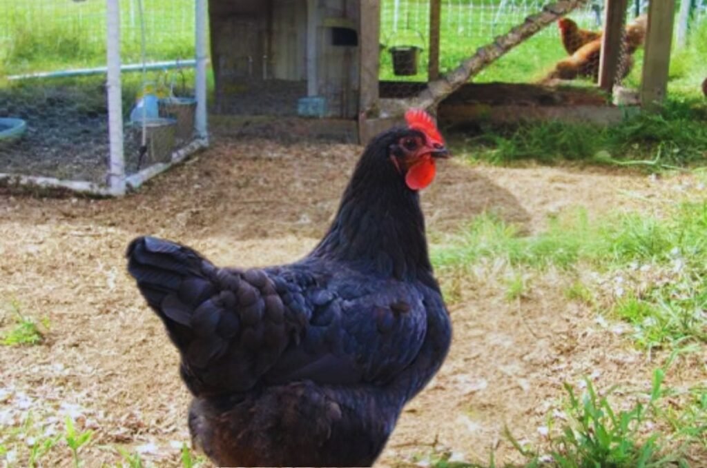 Black Leghorn Chickens