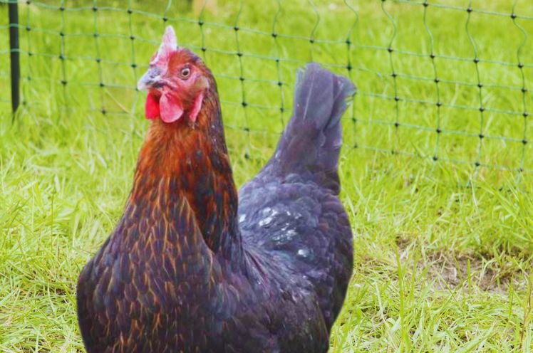 Black Rock Chicken