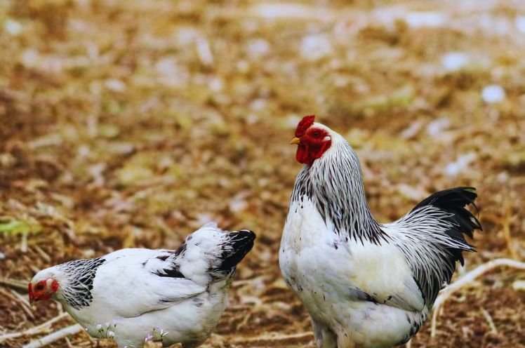 Brahma Chicken Male Vs Female