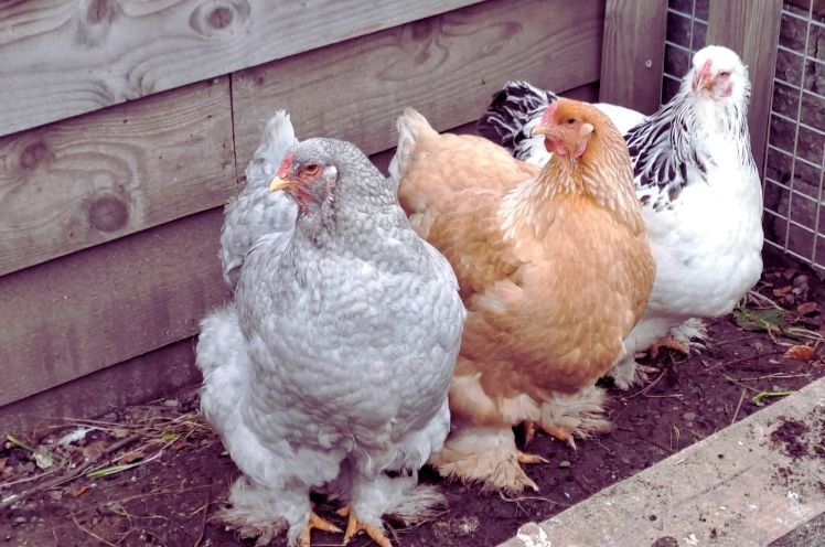 Brahma Chicken Silver ,White And Blue 