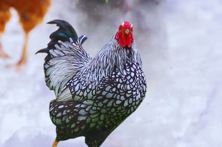 Wyandotte Rooster 