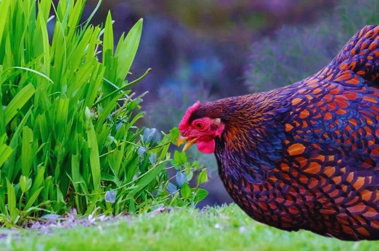 Feeding Of Wyandotte Chicken 