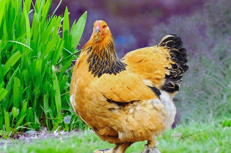 Brahma Chicken