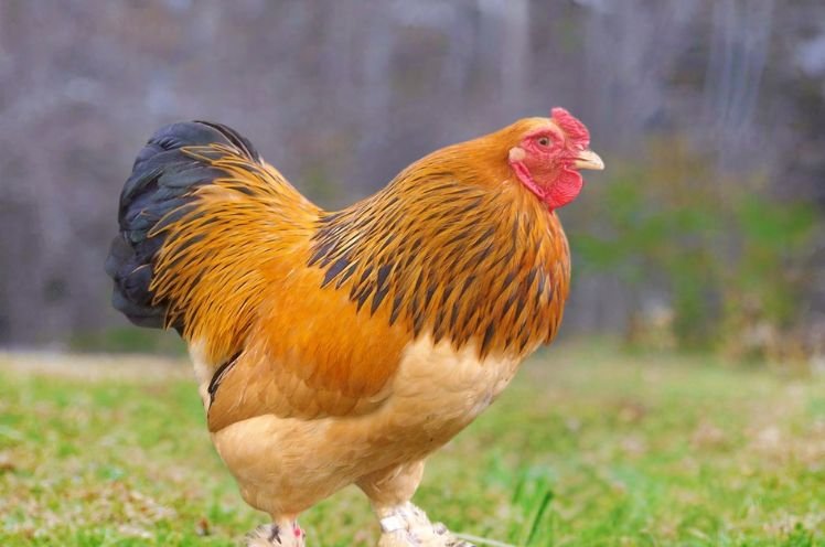 Rooster Of Brahma Chicken 