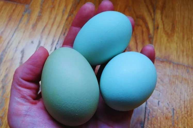 Blue Leghorn Hen eggs in a hand 