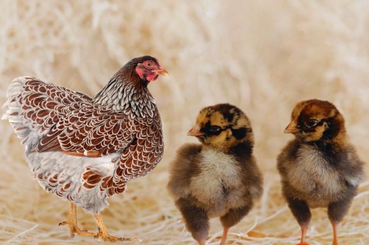 Blue Laced Chicken Vs Baby Chicks