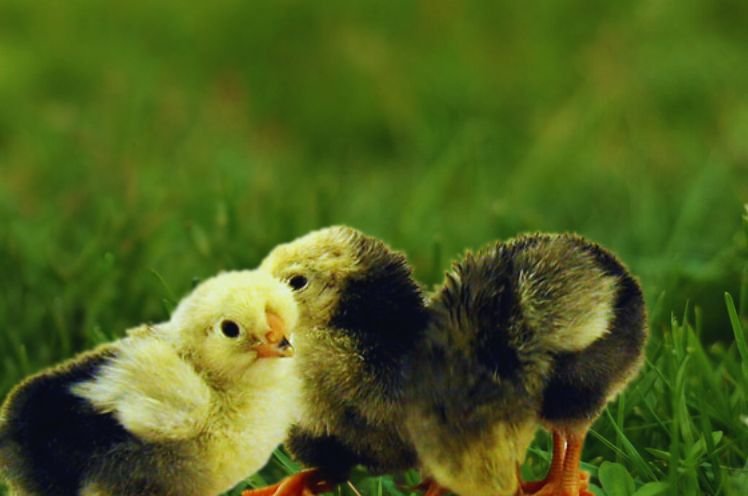 Three Baby Wyandotte Chicks