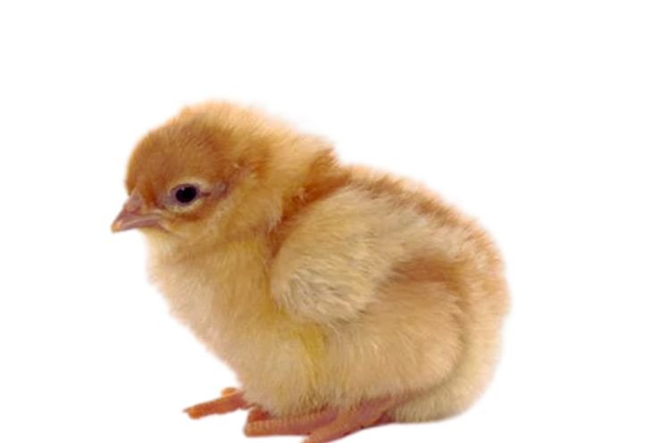 Star Baby Chicks: Everything You Need to Know