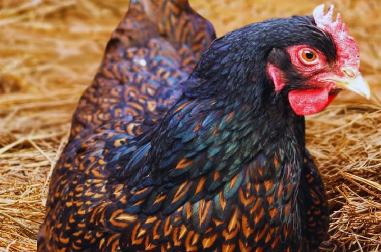 Female Marans Chicken