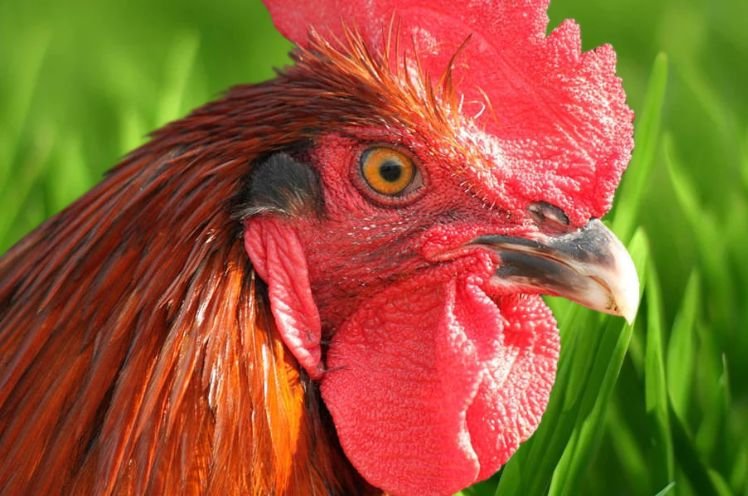 Male Marans Chicken