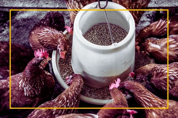 Feeding and Care of Marans chicken