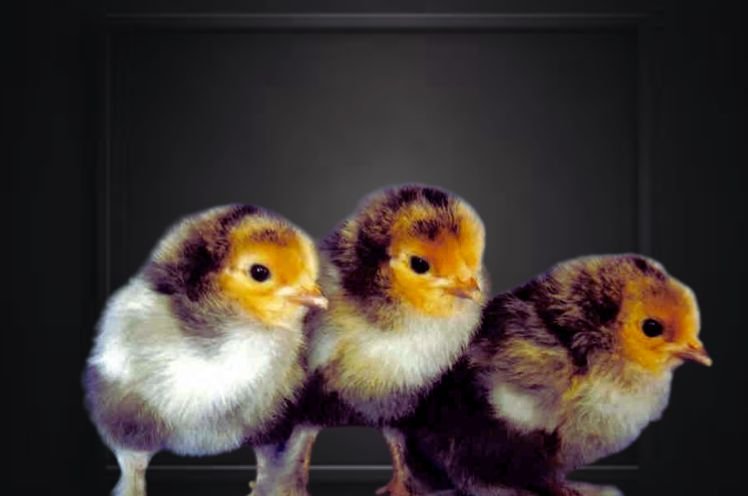 Growth And Development of Brahma chicks