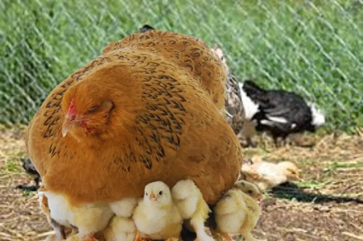 Brahma Baby Chicks Growth