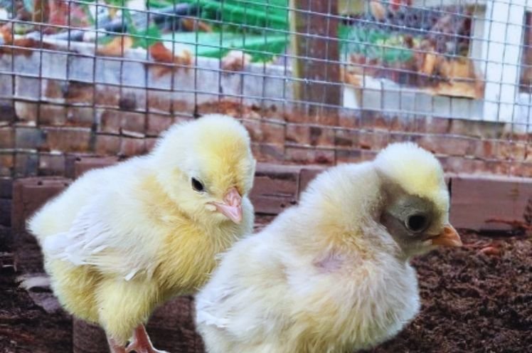 Two baby Polish Chicks