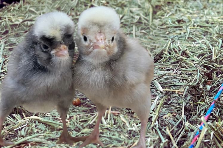 Two brown baby chicks