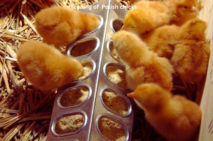 feeding of polish chicks pic 