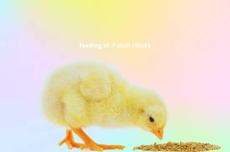 feeding of polish chicks 