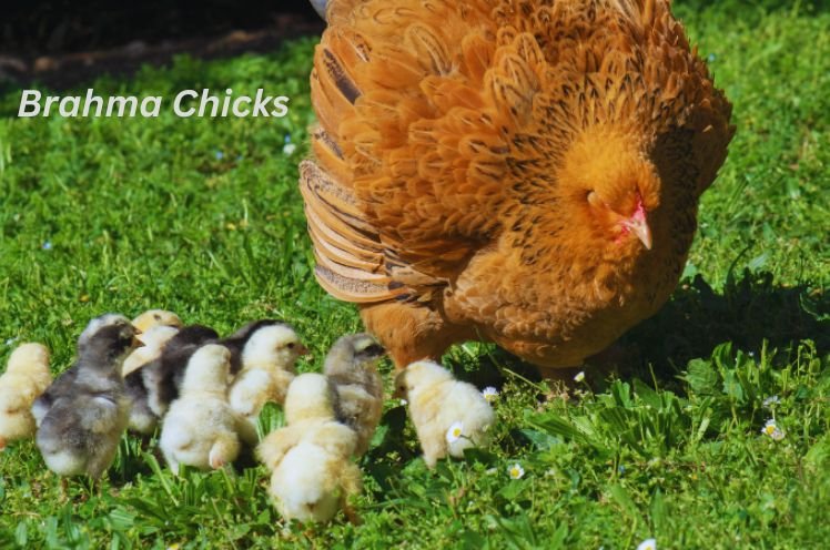  Feeding of Brahma Chicks