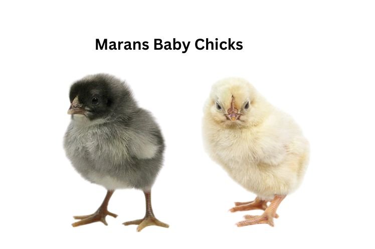 Marans Black And White Chicks 