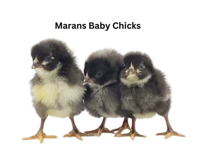 Marans Baby Chicks