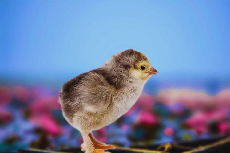 Light Brahma baby Chicks