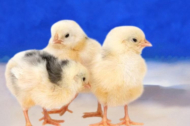 Brahma Baby Chicks