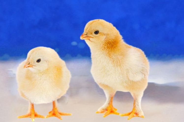 Two  Beautiful Brahma Baby Chicks