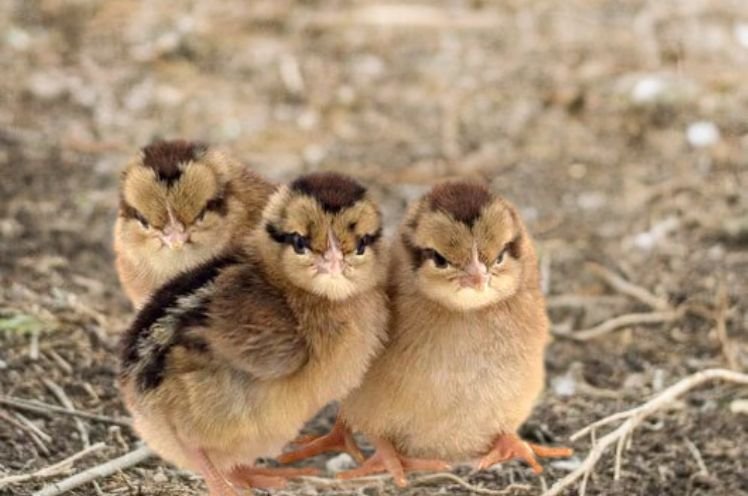 3 brown baby chickens