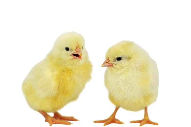 Two White leghorn baby Chicks