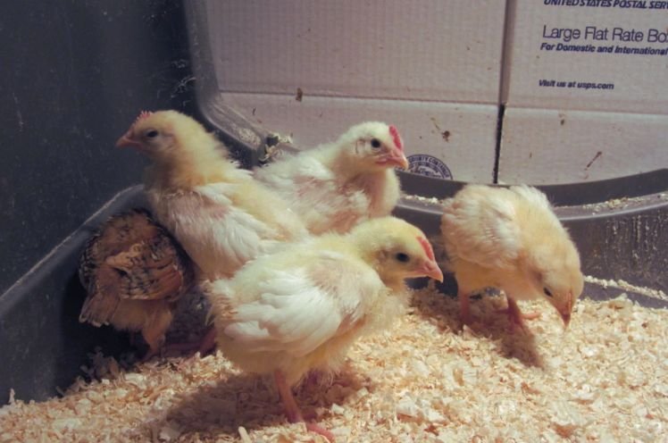 Feeding Leghorn Baby Chicks