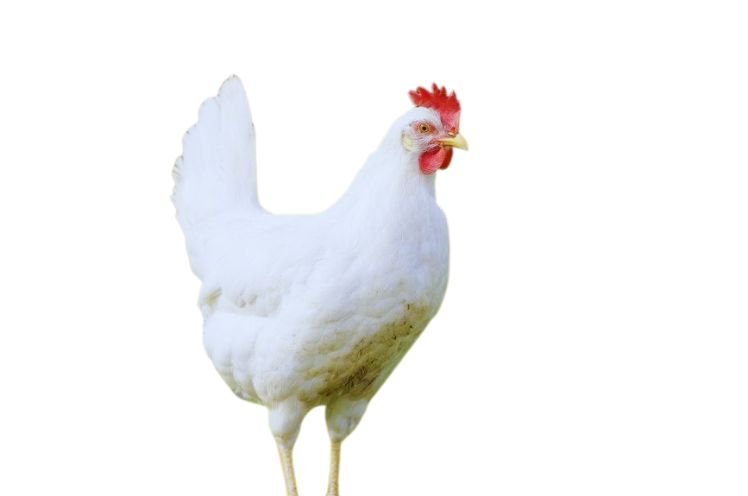 Light leghorn chicken