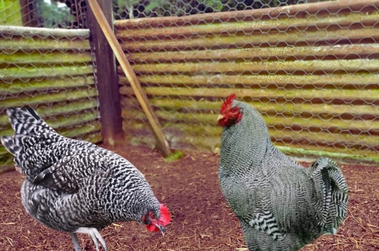 Male Vs Female Rock Chicken