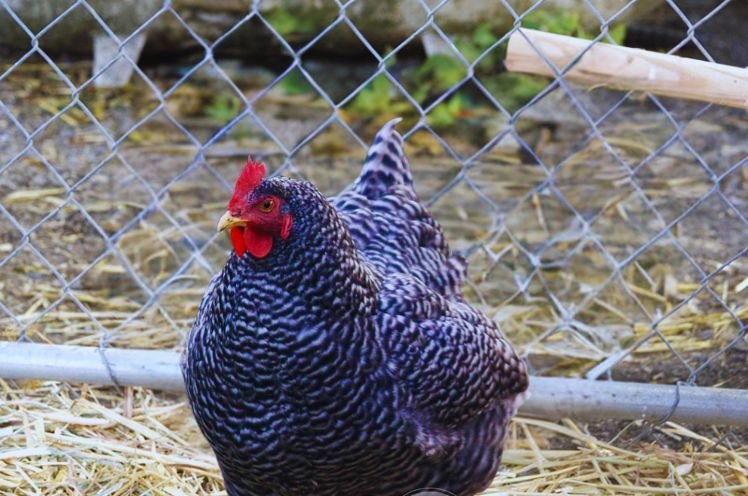 Female Rock Chicken 