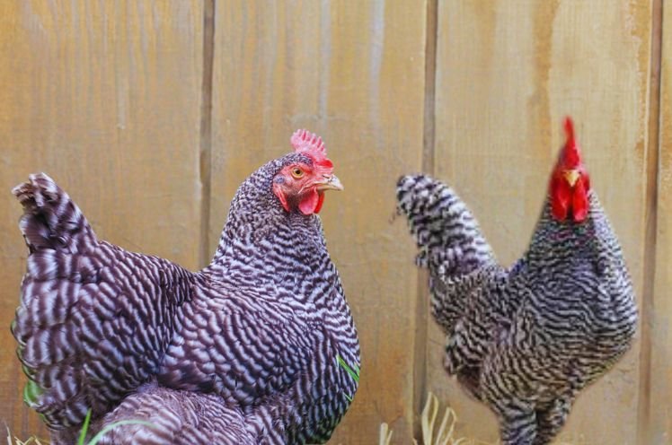 Hen vs Roosters Rock Chickens 