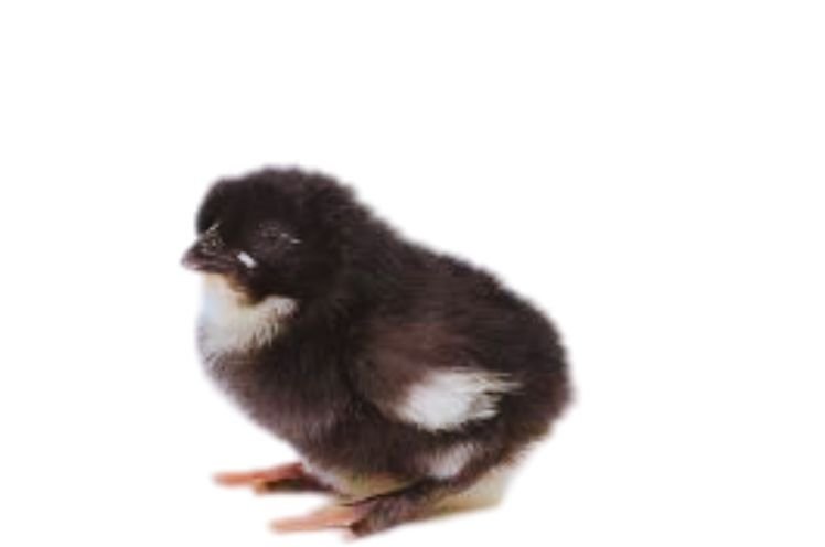 Black Marans Chicks 