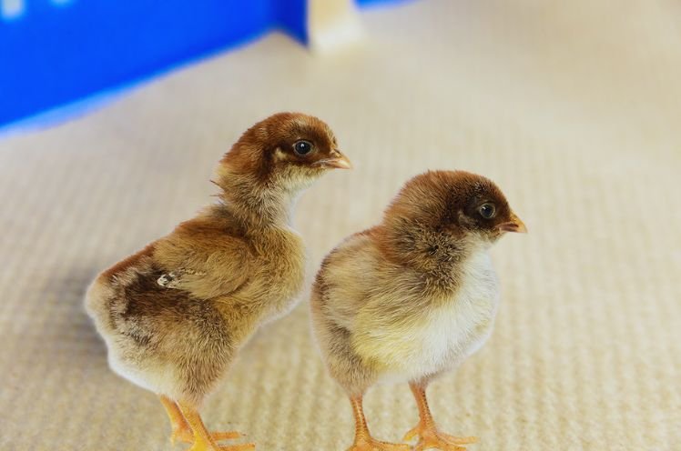 Two Silver Baby Rock Chicks 