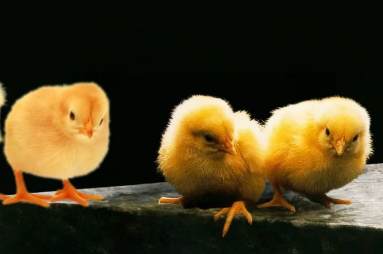 Beautiful Baby Rock Chicks