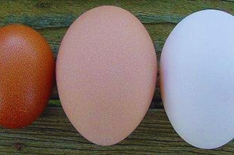 Which Marans lays the most eggs?